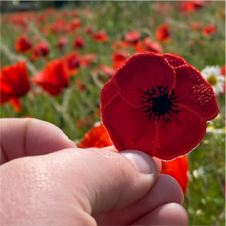 Badge poppy